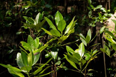 Yeşillik, tropik orman, doğa, güneş ışığı, çevre, botanik çeşitlilik araştırması.