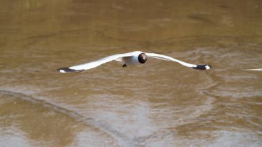 Soaring seagull captured in flight coastal beach wildlife photography serene atmosphere close-up view nature's beauty clipart