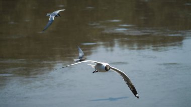 Sakin sularda uçan martılar doğa fotoğrafçılığı nehir kıyısında sakin bir bakış açısı vahşi yaşam keşfi