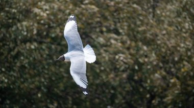 Martı uçuş sahili yaban hayatı fotoğrafçılığı doğal çevre hava manzarası özgürlük ve doğa keşfi