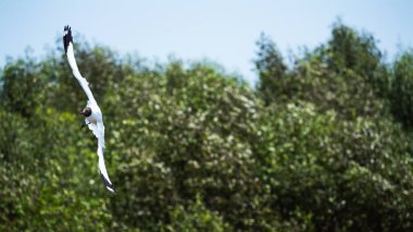 Martı yemyeşil kıyı şeridinde süzülüyor. Vahşi yaşam fotoğrafçılığı. Parlak gün havası manzarası.