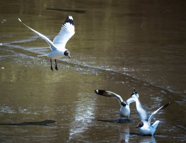 Uçan ve beslenen martılar dingin göl yaban hayatı fotoğrafçılığı doğal yaşam alanı dinamik kuş bakış açısı çalışmaları