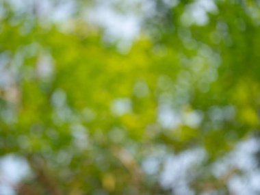 Doğanın canlı yeşilliği, açık hava ormanı bulanık arka plan, doğal çevre, huzur ve büyüme.