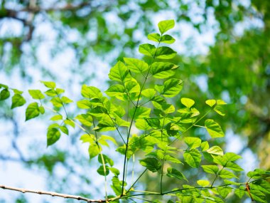 Güneş ışığındaki canlı yeşil yapraklar bitki fotoğrafçılığı ormanı çevre dostu çevre için yakın çekim büyüme kavramı