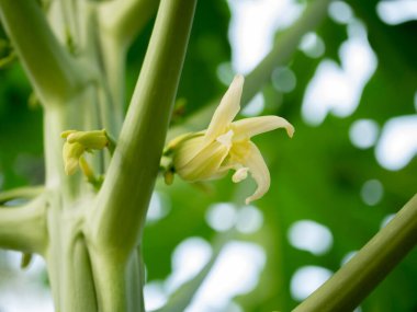 Papaya çiçeği büyüyen tropikal bahçe doğa fotoğrafçılığı geniş çevre görüntüsü botanik ilhamı