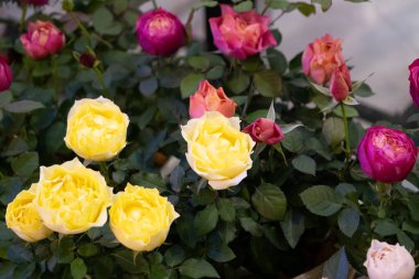 Canlı gül bahçesi çiçek açıyor. Kapalı alan çevresindeki çiçek fotoğrafçılığı. Doğanın güzelliği gözler önüne seriliyor.