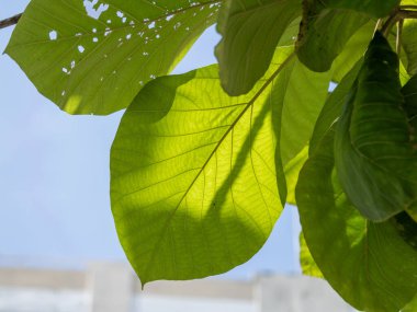 Güneşli yeşil yaprakların güzelliğini keşfedin. Açık hava ortamında doğanın canlı renklerini gösterin..