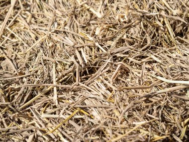 Kırsal kesimlerde etkili saman biçme yöntemleri keşfetmek doğanın cömertliğini gösterir..