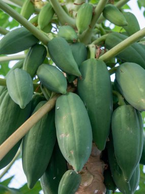 Doğanın cömertliğini gösteren tropikal bir bahçede yeşil papayaların canlı büyümesini keşfedin..