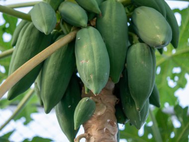 Bu detaylı doğa sahnesinde yeşil papaya meyvelerinin, tropik bir ağacın büyümesini keşfedin..