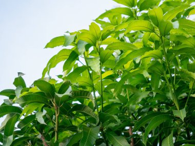 Canlı yeşil yaprakların yakın çekim görüntüsü doğanın güzelliğini ve sükunetini gözler önüne seriyor..