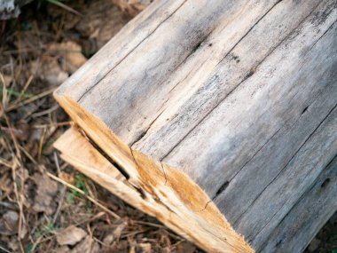 Explore the intricate texture of a cut tree log resting forest floor showcasing nature's details. clipart