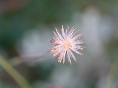 Narin bir çiçeğin yakın çekimi doğanın dingin güzelliğini ve karmaşık ayrıntılarını vurgular..