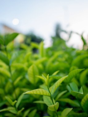 Canlı yeşil çay yapraklarının yakın plan görüntüsü sakin bir çay bahçesinde gelişiyor doğanın güzelliğini gösteriyor..