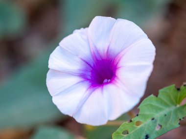 Narin mor kenarlı beyaz çiçekler doğada çiçek açar. Yakın plan, sakin çevre çiçekli güzellik.