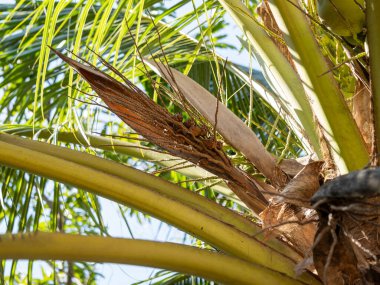 Tropikal palmiye ağaçlarında böcek habitatlarını araştırmak yemyeşil ortamlar üzerine ekolojik bir çalışmadır.