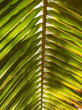 Canlı yeşil palmiye yaprağı, tropikal orman doğasını ayrıntılarıyla anlatır.