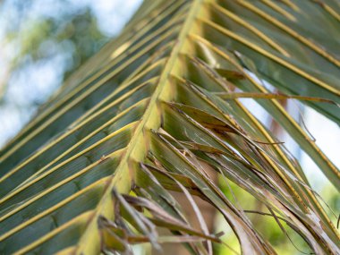 Karmaşık palmiye yaprağı yakın çekim tropikal orman doğası verimli çevre detaylı perspektif