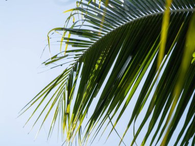 Bereketli yeşil palmiye yaprakları tropikal cenneti terk eder.