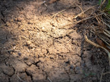 Promoting soil erosion awareness in agriculture a close-up view of nature's sustainability clipart