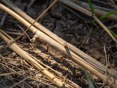 Huzurlu otlakları keşfetmek doğanın dokusuna yakın çekim, kırsal kesimde doğal ışık makro görüntüsü.
