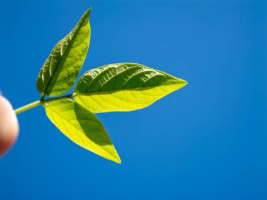 Açık mavi gökyüzü doğasına karşı yeşil yaprakların tazeliğini yakalıyorum.