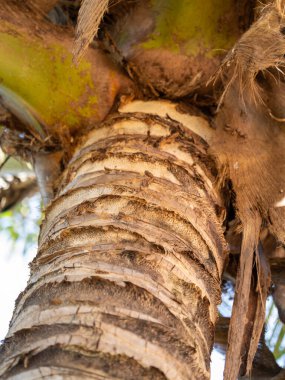 Ağaç gövdesi dokusunu incelerken tropikal orman doğası organik desenleri yakından inceler