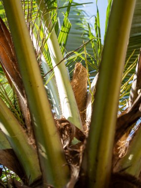 Parlak güneş ışığı altında palmiye ağacı büyümesi. Tropikal konum. Doğa yukarı doğru canlı bir manzara.