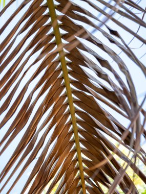 Doğa hareketi palmiye ön kısmını kurutmuş açık hava çevresi soyut bakış açısını kapatmış