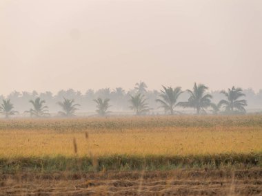 Pilav tarlalarının sakin bir manzarası sabah sisi içinde doğanın güzelliğini ve tarım hayatını gözler önüne seriyor..