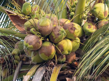 Yeşil hindistan cevizi kümesini keşfedin. Tropikal bir ortamda doğanın bolluğunu ortaya çıkarır..