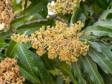 Çiçek açan bitkilerin karmaşık güzelliklerini keşfedin..