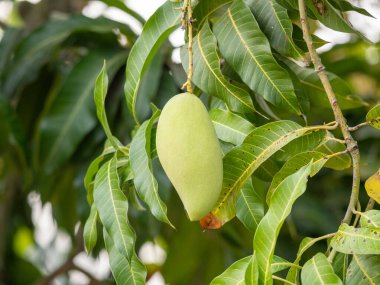 Canlı mango hasat mevsimini tropikal bir çiftlikte keşfedin. Yeşilliğin ortasında taze meyve sergiliyorsunuz..
