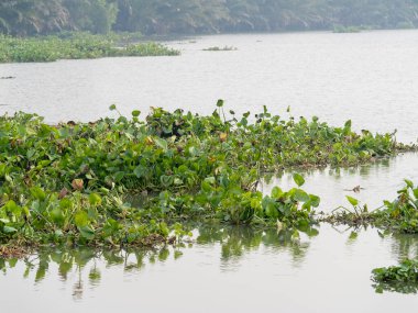 Huzurlu bir nehir manzarası, dingin bir ortamda su sümbüllerinin canlı büyümesini gösteriyor..