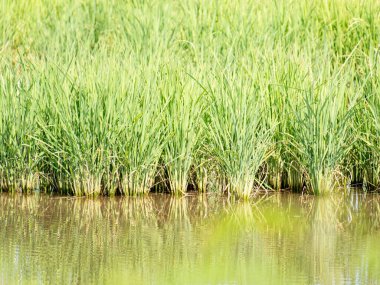 Canlı pirinç bitkileri sakin suların yakınında gelişir ve tarımda doğanın güzelliğini gösterir..