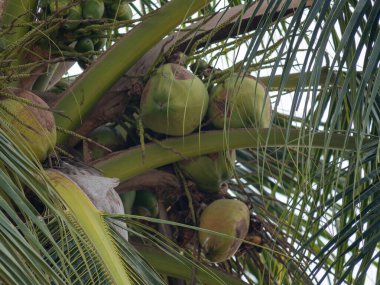 Bereketli bir ortamda tropik bir palmiye ağacında yetişen canlı bir hindistan cevizi gösterisi..