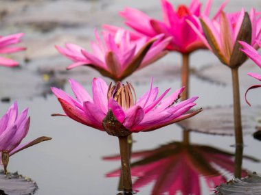 Sakin sulara yansıyan dingin pembe nilüfer çiçekleri..