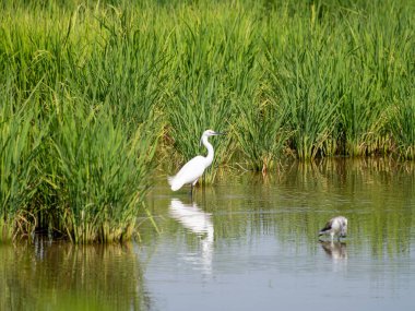 Balıkçılların ve balıkçıl kuşlarının yemyeşil alanlarda cirit attığı sakin bir an..