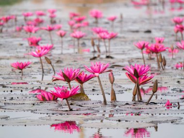 A stunning display of pink lotus flowers gracefully blooming in still water creating a serene atmosphere. clipart