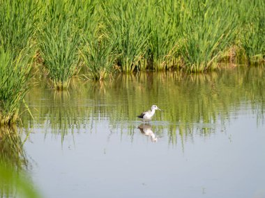 Güzel bir kuş, bereketli pirinç bitkileriyle çevrili sakin sularda duruyor ve doğanın ahengini sergiliyor..