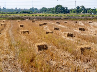 A scenic view of harvested rice fields with straw bales showcasing rural agricultural life. clipart