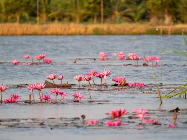Huzurlu sularda açan nilüfer çiçeklerinin dingin güzelliğini keşfedin..
