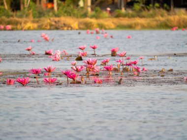 Canlı nilüfer çiçeklerinin sersemletici manzarası huzurlu bir su ortamında çiçek açıyor..