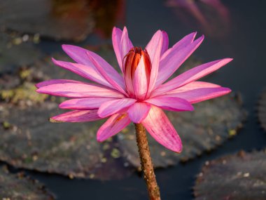 A stunning close-up of a lotus flower thriving in tranquil waters symbolizing peace and beauty. clipart