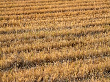 Bu büyüleyici doğa sahnesinde altın pirinç tarlalarının arasında nilüfer çiçeklerinin huzur veren güzelliğini keşfedin..