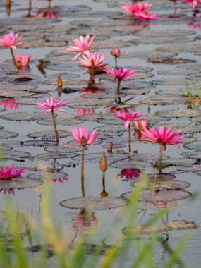 Sakin sularda çiçek açan nilüfer çiçeklerinin büyüleyici güzelliğini keşfedin..