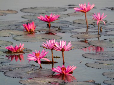 Titrek nilüfer çiçekleri durgun sulardan güzel bir şekilde çıkar. Bu da doğanın dingin sanatını gösterir..