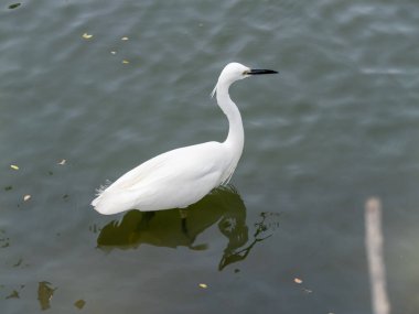 Zarif bir balıkçıl sakin sularda durur ve huzurlu doğal ortamlarda güzelliğini gösterir..