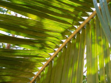 Güneşli palmiye yapraklarının hareketli güzelliğini keşfedin sakin tropikal ormanlarda.