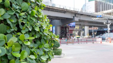Kalabalık bir şehir caddesinin ortasında yemyeşil bir alan. Yoğun bir çevrede doğanın huzurunu yakalıyor..